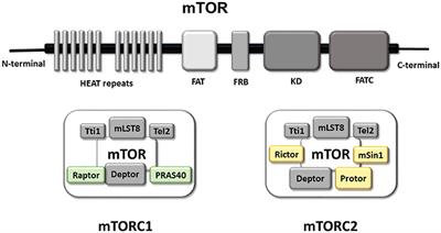 Role of mTORC1 Controlling Proteostasis after Brain Ischemia